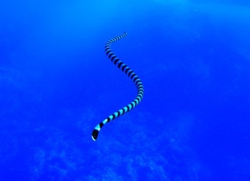 Sea Snake at Anemone Reef