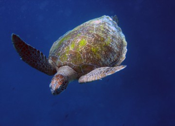 Turtle in Phi Phi