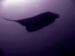 Phuket Fun dives