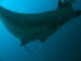 Phuket Fun dives