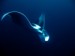 Manta 